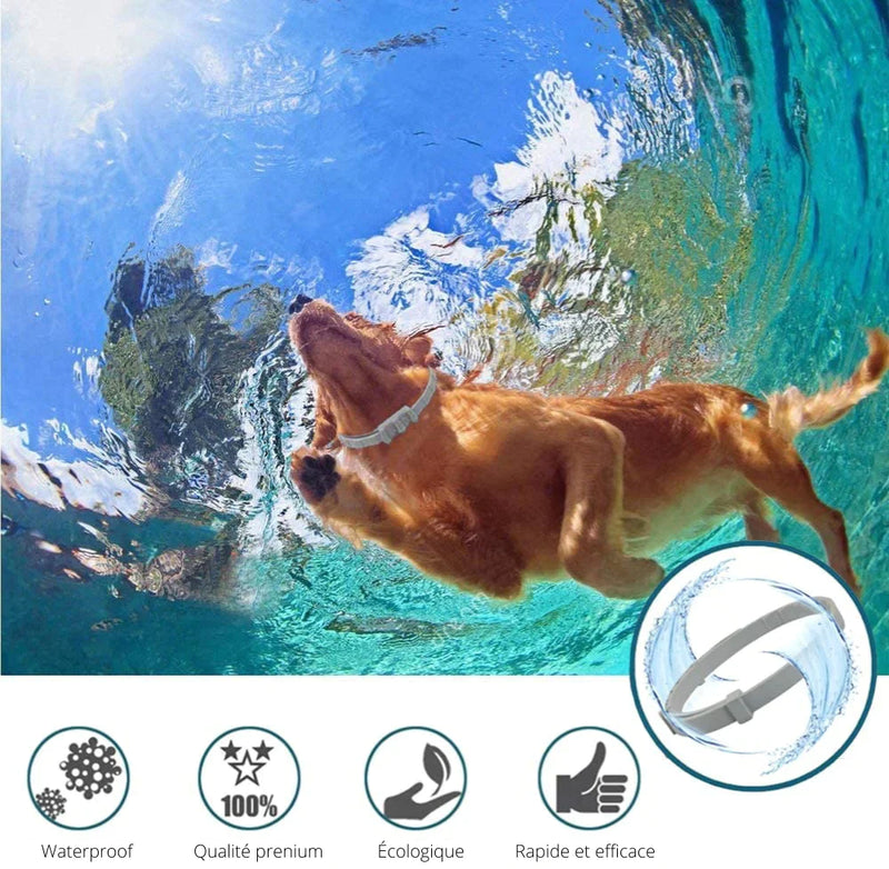 PROTECT : Collier anti-parasites pour chiens et chats