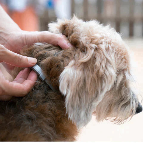 PROTECT : Collier anti-parasites pour chiens et chats